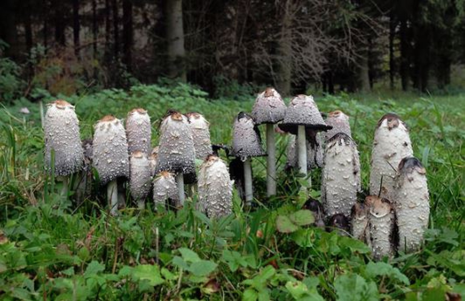Ez a gomba a cukorbetegek őrangyala